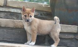 Charming Shiba Inu puppies are now ready