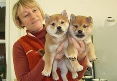 Fun-Loving and Sweet Shiba Inu Puppies