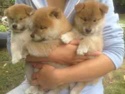 Shiba Inu Puppies Ready For A New Home