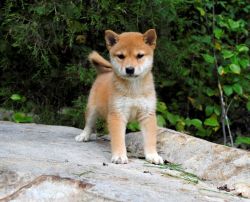 Gorgeous Shiba Inu Puppies for Sale