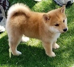 Outstanding Shiba Inu Puppies for sale