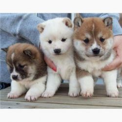 Home raised Shiba Inu Puppies