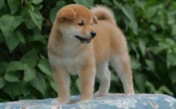 Desirable Shiba Inu puppies For Sale. Text (xxx) xxx-xxx2