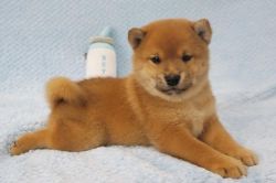 AKC Shiba Inu Puppies For Sale.