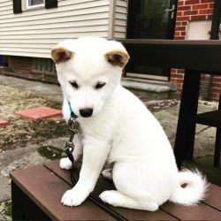 Shiba Inu Purebred Puppy for Sale