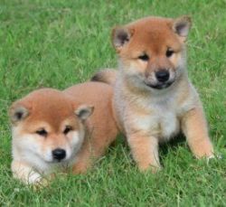 Healthy Shiba Inu puppies ready for adoption