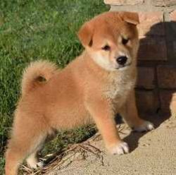Potty trained Shiba Inu puppies for adoption