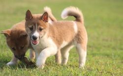 Adorable Shiba Inu Puppies For Sale. Text (xxx) xxx-xxx2