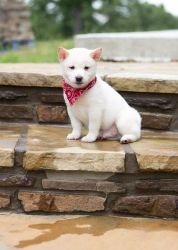 Well Socialized Shiba Inu Puppies For Sale.