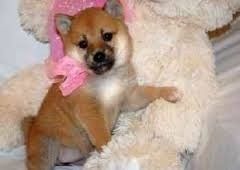male and female Shiba Inu puppies for adoption