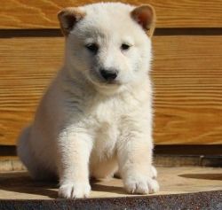 Boys and girls Shiba Inu puppies for sale