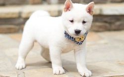 Quality Registered Shiba Inu Puppies