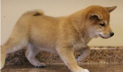 Udfs675 Shiba Inu puppies available ready to go home