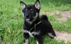 Adorable Shiba Inu puppies For Sale.