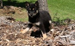 Healthy Shiba Inu puppies For Sale