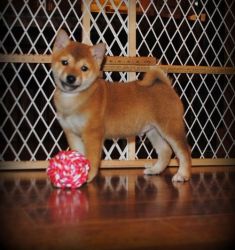 Shiba Inu puppies Ready For Their New Families