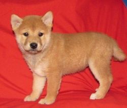 Healthy shiba inu puppies for sale