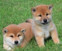 Purebred Shiba Inu puppies