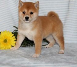 Home raised Shiba Inu Puppies For X_Mass for sale