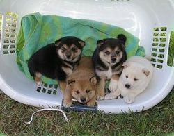 Japanese Shiba Inu Puppies,text us at (xxx)-xxx-xxxx