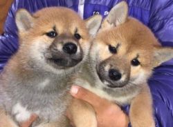Male And Female Shiba Inu Puppies