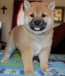 AKC Shiba Inu puppies for adoption.