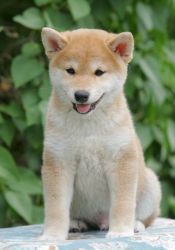 Stunning Shiba Inu puppies we have for sale