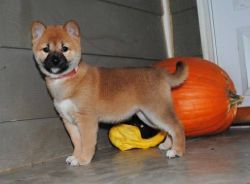 Male and female Shiba inu puppies for pet lovers.