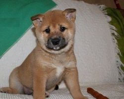 Amazing Shiba Inu PUPPIES for New Homes