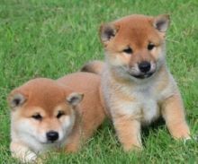 ❤️❤️ AK.C ☮ Registered ☮ Shiba Inu Puppies Available ❤️❤️