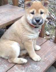 AKC registered Shiba Inu puppies.