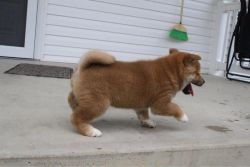 Gorgeous Male and Female Shiba Inu Puppies