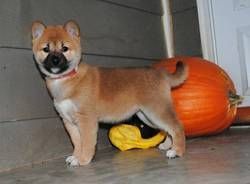 Lovely Shiba Inu puppies now available