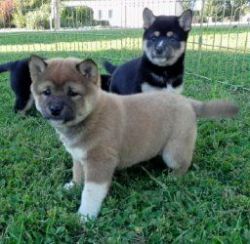 Adorable Shiba Inu puppies.