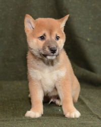 Cute and lovely Shiba Inu Puppies