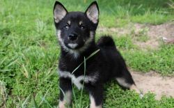 Gorgeous Shiba Inu puppies For Sale