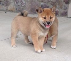 Healthy male and female Shiba Inu puppies