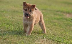 Top Home Trained Shiba Inu Puppies.