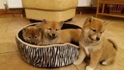 3 KC reg. Japanese Shiba Inu pups for sale