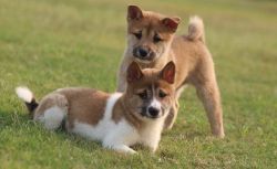 Amazing Shiba Inu puppies available