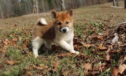 Cute Shiba Inu puppies available
