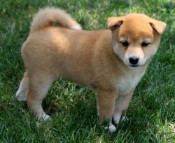 Shiba Inu Puppies Now Ready For Adoption
