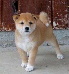 Stunning Shiba Inu Puppies Now Ready For Adoption