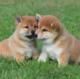 shiba inu puppies for adoption into new homes