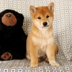 Adorable Shiba Inu Puppies