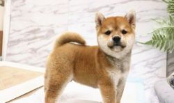 Male and female Shiba Inu Puppies for sale