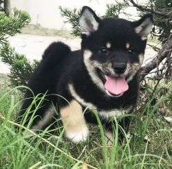 Top Healthy Shiba Inu Puppies For Sale