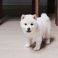 shiba inu puppies for adoption