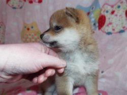 Gorgeous Shiba Inu Puppies for adoption text me (xxx) xxx-xxx3