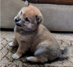 Best-ever Male and Female Shiba Inu Puppies